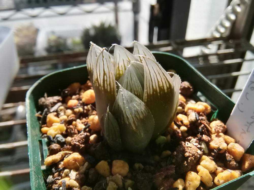 ハオルチア ナイルの一滴 カキコ 根があり - メルカリ