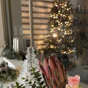 プランター  ガーデンの画像 by ＊ KL ＊さん | 窓辺とベランダの花とプランターガーデンとベランダガーデンと花を飾るとクリスマスの準備とベランダー♡とREDとpinkとプランター  ガーデンと花のある暮らしとネイティブフラワーとバラ・ミニバラとマンションとアレンジメントと切り花とクリスマス