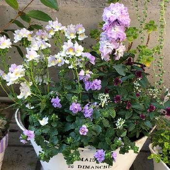 アルテルナンセラ 千日紅 千紅花火の投稿画像一覧 Greensnap グリーンスナップ