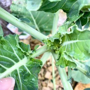 スティックセニョール,地植え,花芽,冬野菜,おうちde菜園の画像