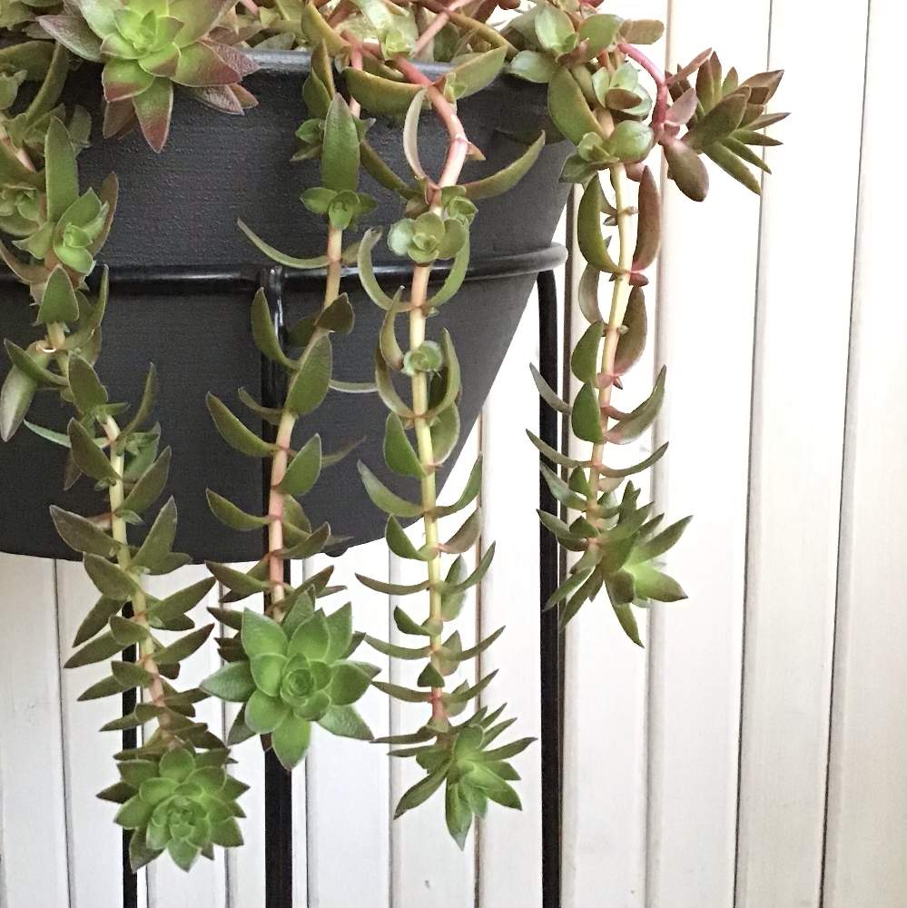 紅葉祭りの投稿画像 By はるが来たさん バルコニー ベランダと多肉植物とクラッスラ属と枝垂れとみどりのまとめと多肉植物とクラッスラ属と枝垂れとみどりのまとめ 月11月26日 Greensnap グリーンスナップ Greensnap グリーンスナップ