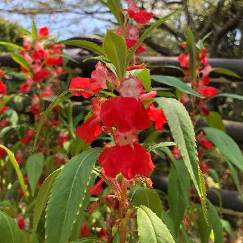 ホウセンカ 鳳仙花 の育て方 種の植え方や水やりの頻度は Greensnap グリーンスナップ