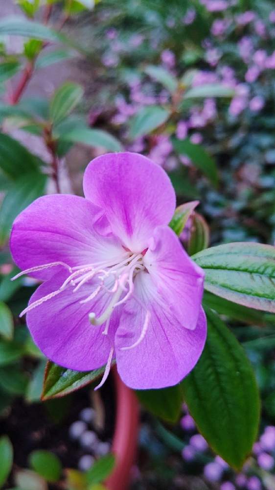 ノボタン コートダジュールの投稿画像 By Chieさん かわいい花とおうち園芸と今朝のにわ 月11月26日 Greensnap グリーンスナップ