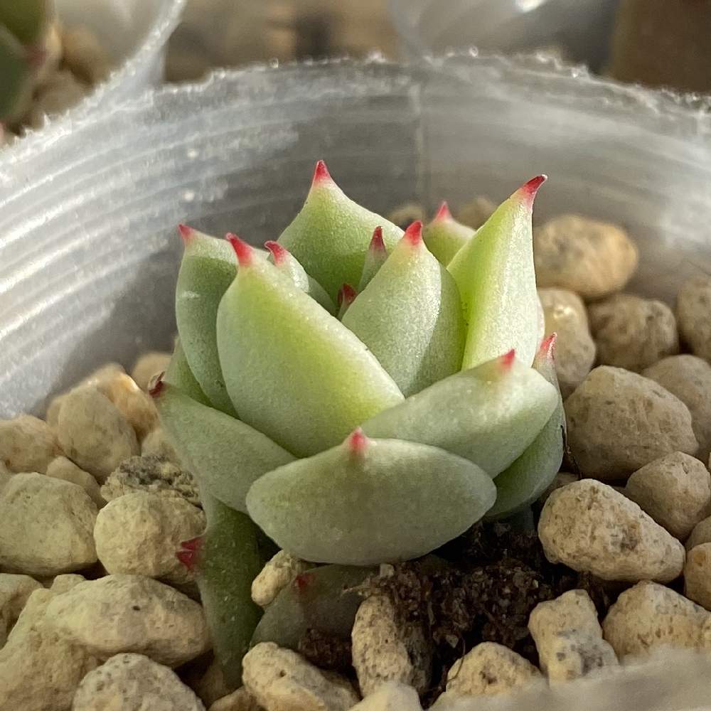 サラネロ パクさん 群生 葉挿し 韓国苗 多肉植物 【公式通販】 サラネロ パクさん 群生 葉挿し 韓国苗 多肉植物 【公式通販】
