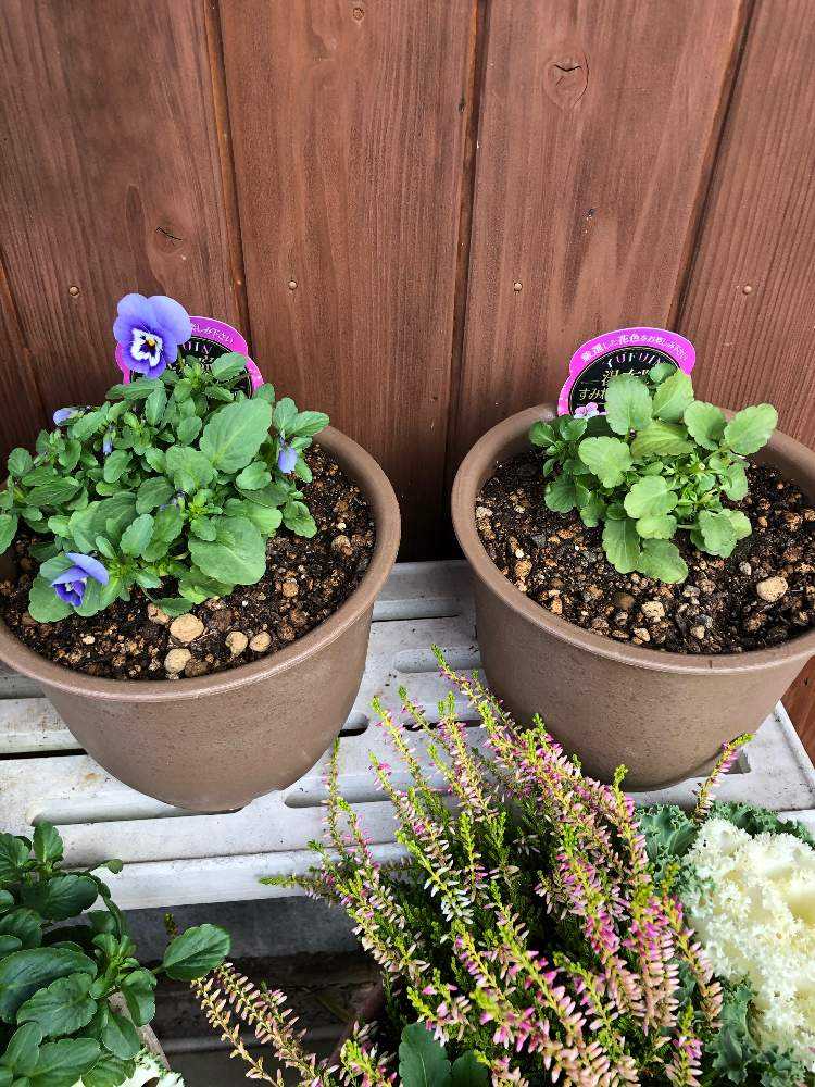 すみれ図鑑ビオラ　ブルー　２苗セット すみれ図鑑ビオラ ブルー 2苗セット パンジー／ビオラ／スミレ