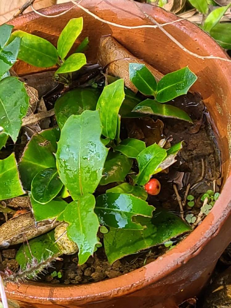 柊の実の投稿画像 By ちしゃ さん 鉢植と挿木とうちの庭から 月11月26日 Greensnap グリーンスナップ