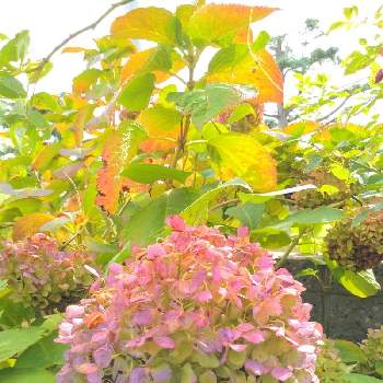 この色大好き❤の画像 by あちゃこさん | お出かけ先と紫陽花とこの色大好き❤と美しい光景と優しい花姿と秋の風情と実家の庭と紅葉♡と美しいグラデーションと秋色紫陽花