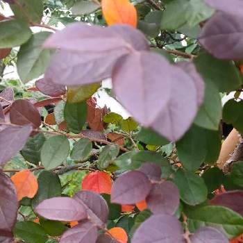 紅葉した葉っぱの画像 by reomamaだワンさん | トキワマンサクと紅葉（こうよう）と紅葉した葉っぱと赤い葉っぱと緑の葉っぱ