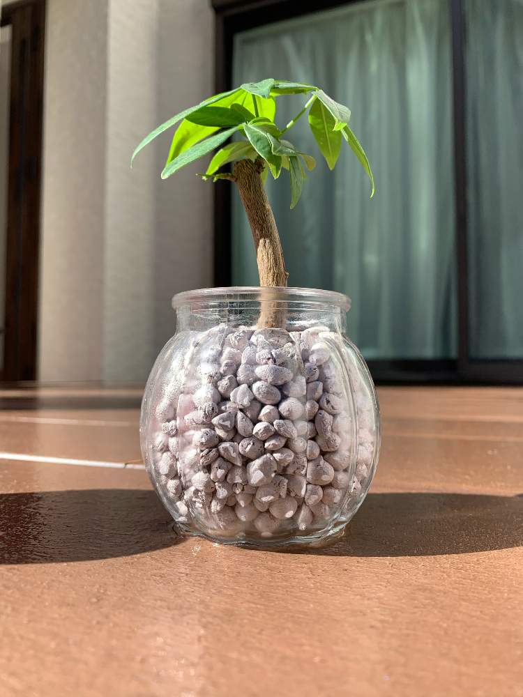 パキラの投稿画像 By はちはちはっちさん 観葉植物を楽しむと観葉植物とお部屋と観葉植物 とわが家の観葉植物 とおうち園芸と観葉植物のある暮らしと パキラ 月11月26日 Greensnap グリーンスナップ