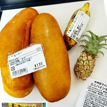 沖縄野菜の投稿画像一覧 Greensnap グリーンスナップ