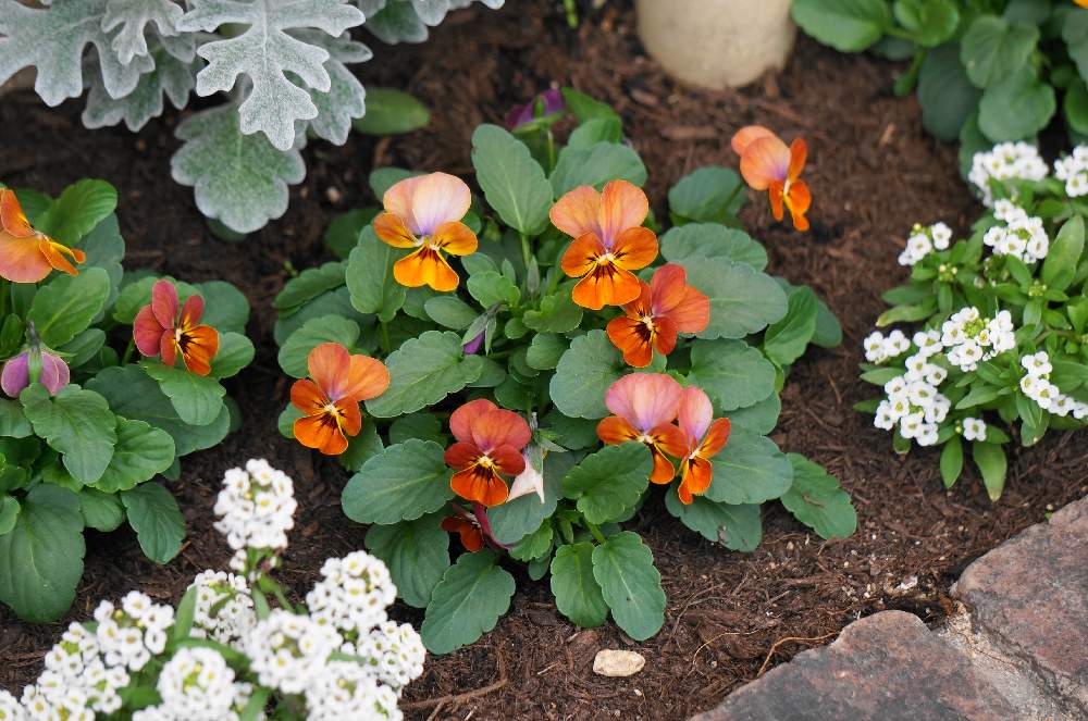 秋冬花壇の投稿画像 By ミナナナパパさん おうち園芸 月11月26日 Greensnap グリーンスナップ