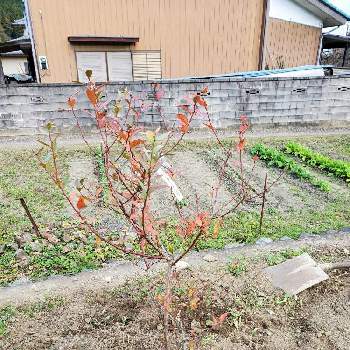 ブルーベリー ピンクレモネードの投稿画像一覧 Greensnap グリーンスナップ