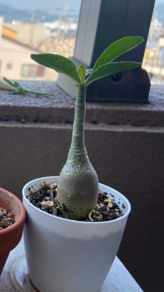 アデニウムの形を変えたくて Greensnap グリーンスナップ