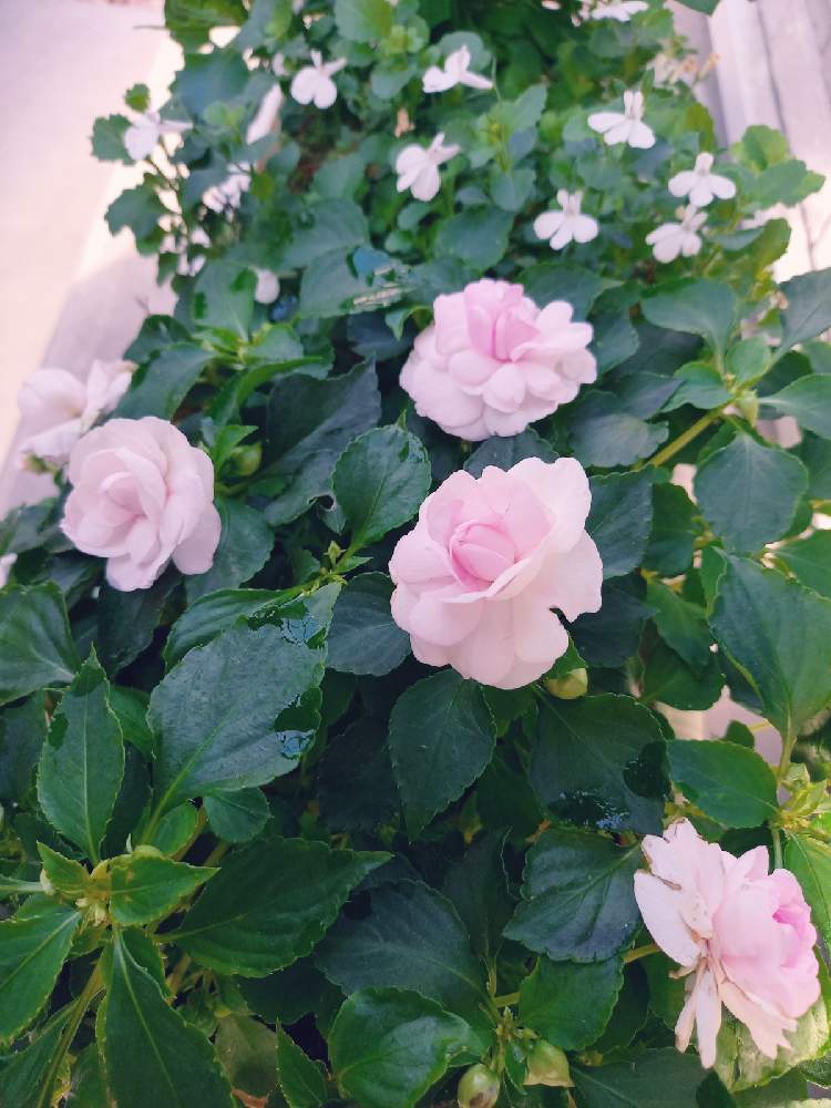 インパチェンスの投稿画像 By あーやさん ロベリアと八重咲きインパチェンス カリフォルニアローズとフィエスタ カルフォルニアローズと八重咲きインパチェンスとバラ咲きインパチェンス 月11月26日 Greensnap グリーンスナップ Greensnap グリーン