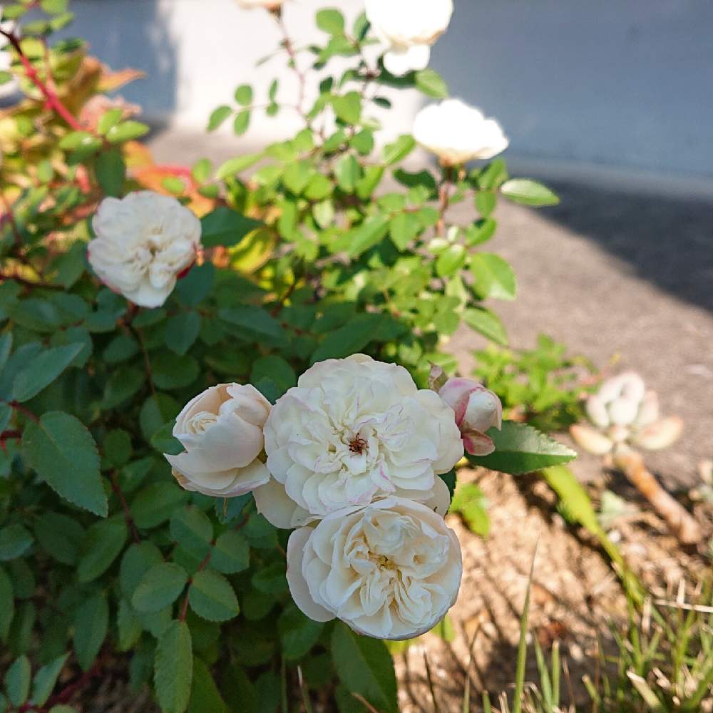 ミニバラ グリーンアイスの投稿画像 By Aco さん Htcと植物のある暮らしと癒しとミニ薔薇地植えとおうち園芸と多肉女子とガーデニングと花のある暮らしとかわいいな 月11月26日 Greensnap グリーンスナップ