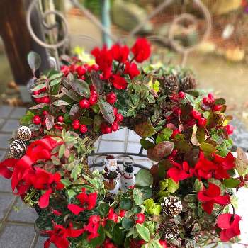 街のお花屋さんの画像 by 由さん | 玄関と街のお花屋さんと季節の寄せ植え2020とおうち園芸とクリスマスディスプレイと❤️いいね、ありがとうと花のある暮らしとクリスマスリースとあかい花