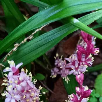 ちいさな秋の投稿画像一覧 Greensnap グリーンスナップ