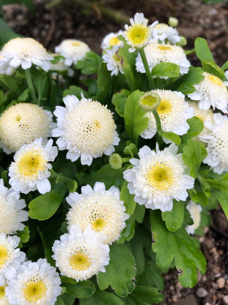 マトリカリア 夏白菊 ナツシロギク の投稿画像 By Junさん 月11月26日 Greensnap グリーンスナップ