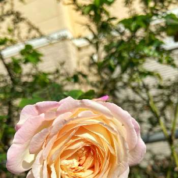 バラ　オーブの画像 by ななちちさん | 小さな庭とバラタニランと薔薇愛同盟とコロナの馬鹿と薔薇男子と薔薇に魅せられてとななちち薔薇2020とおうち園芸と植中毒とバラ　オーブと手づくりの庭とガーデニングとGSでバラ園と花のある暮らしと薔薇♪とロザリアンとコロナのバカ