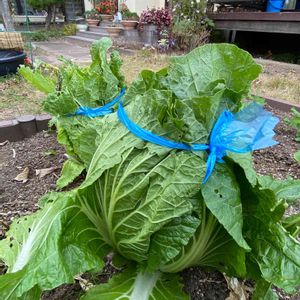 ハクサイ,冬野菜,冬の野菜,霜除け,おうち園芸の画像