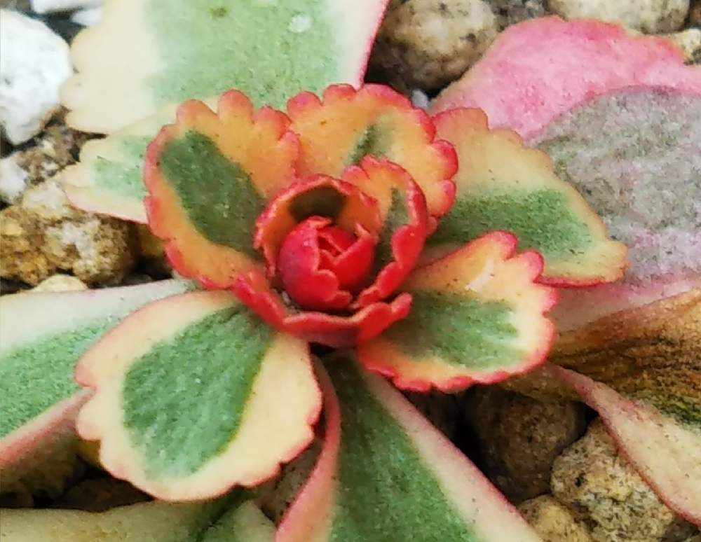 多肉屋敷の投稿画像 By はははさん セダム属と多肉植物と観葉植物とセダム アトランティスと多肉紅葉とおうち園芸と紅葉多肉とアトランティス セダム と群生派とアトランティス 月11月26日 Greensnap グリーンスナップ