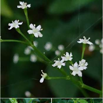 白い小さい花の投稿画像一覧 Greensnap グリーンスナップ