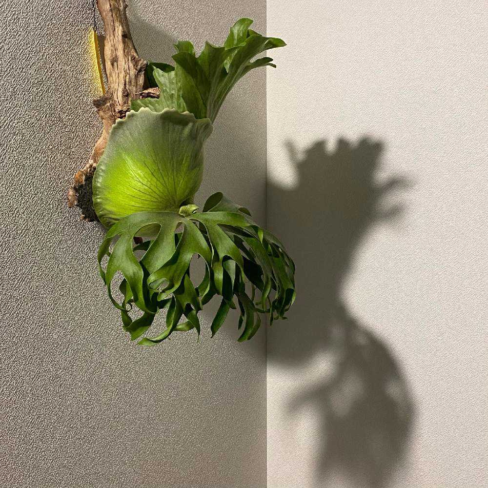 P. coronarium 'Philippines' 成長記録 2022.12.17｜🍀GreenSnap