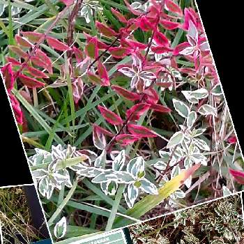 アベリア コンフェッティの投稿画像一覧 Greensnap グリーンスナップ