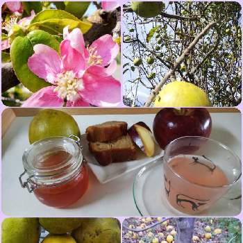 花梨の木の投稿画像一覧 Greensnap グリーンスナップ