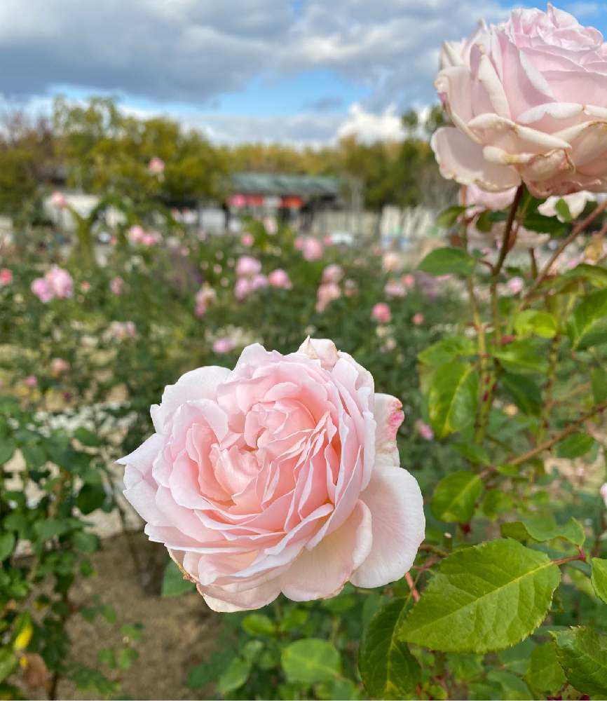 秋の万博公園②バラ園編｜🍀GreenSnap（グリーンスナップ）