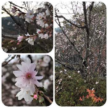 十月桜（ジュウガツザクラ）の画像 by 花華さん | お出かけ先と十月桜（ジュウガツザクラ）とのんびり散策と奥多摩散策と小河内ダム