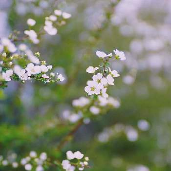 道端の小さな花の投稿画像一覧 Greensnap グリーンスナップ