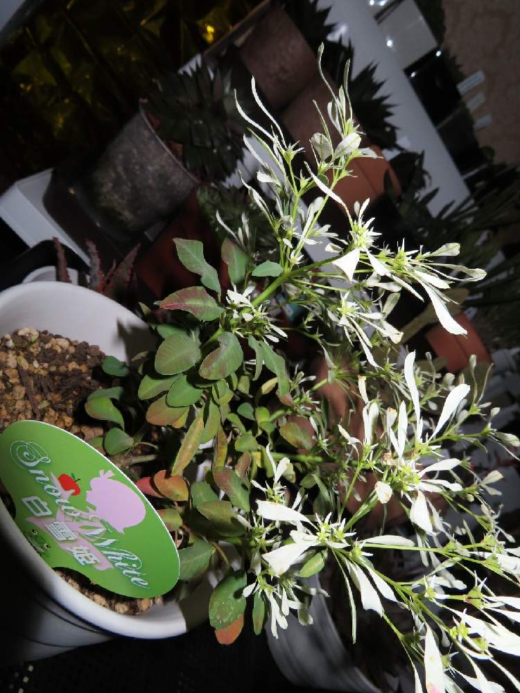 白雪姫の投稿画像 By K 2さん ユーフォルビア 白雪姫と観葉植物とつぼみと植中毒と花のある暮らしとユーフォルビア 月11月27日 Greensnap グリーンスナップ