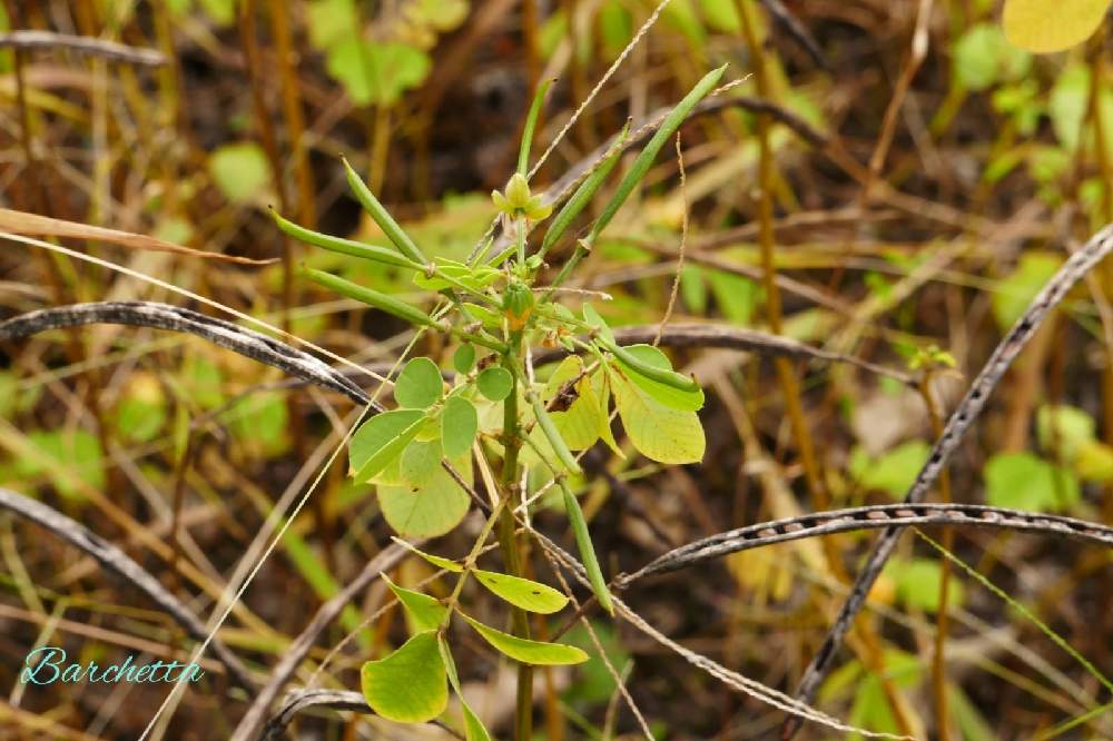 ケツメイシの実の投稿画像 By Barchettaさん 夷子草 エビスグサ とエビスグサと民間薬と黄色い花と草本と薬用植物と一年草 月11月27日 Greensnap グリーンスナップ