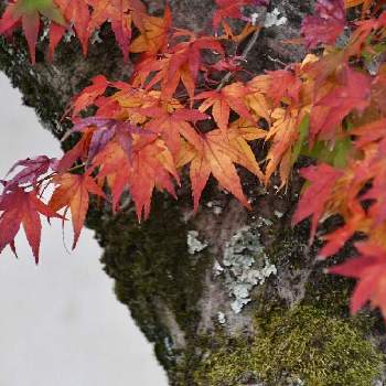 京都　嵐山の画像 by aji810061さん | 紅葉フォトコン2020と京都　嵐山と散策と天龍寺と紅葉の赤と京都ともみじ紅葉と京都の紅葉