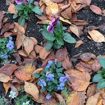 季節の自然の投稿画像一覧 Greensnap グリーンスナップ