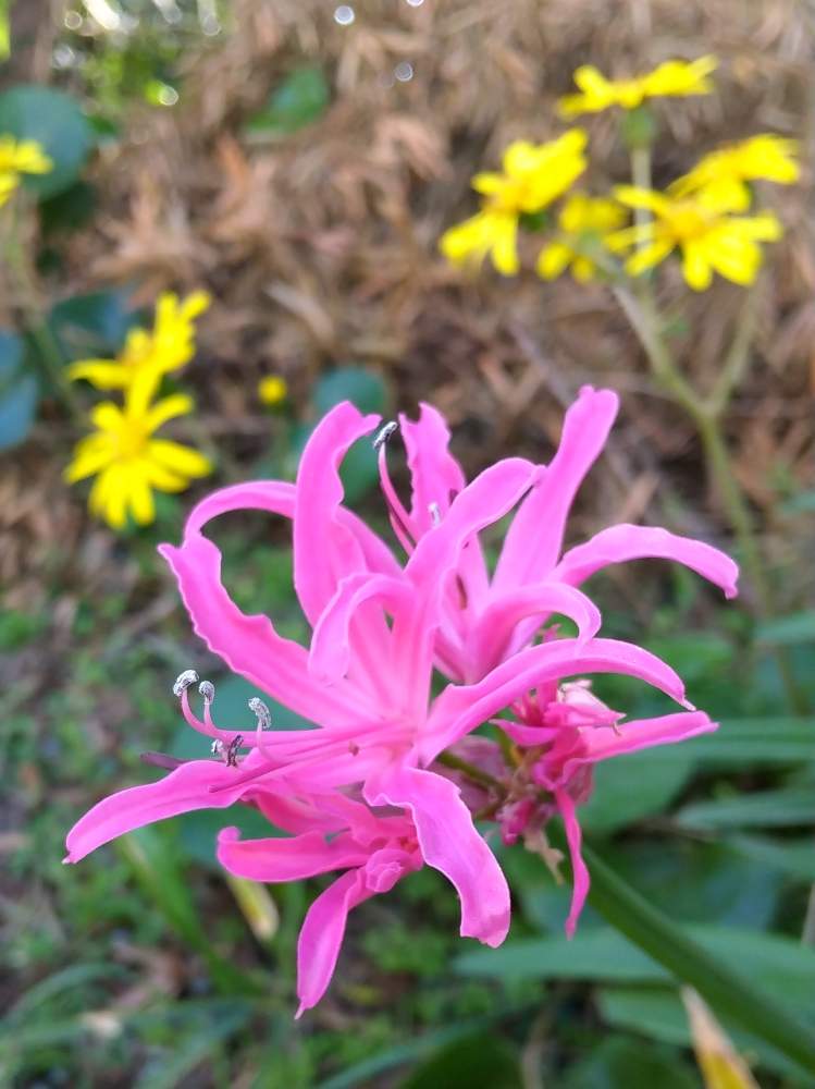 ツワブキの投稿画像 By 道標さん ダイヤモンドリリーと濃いピンクとポカポカ陽気と群生と休日と春の様なと山野草と色を添えると黄色い花と艶やかと可愛いと枯れてきた草むら 月11月27日 Greensnap グリーンスナップ