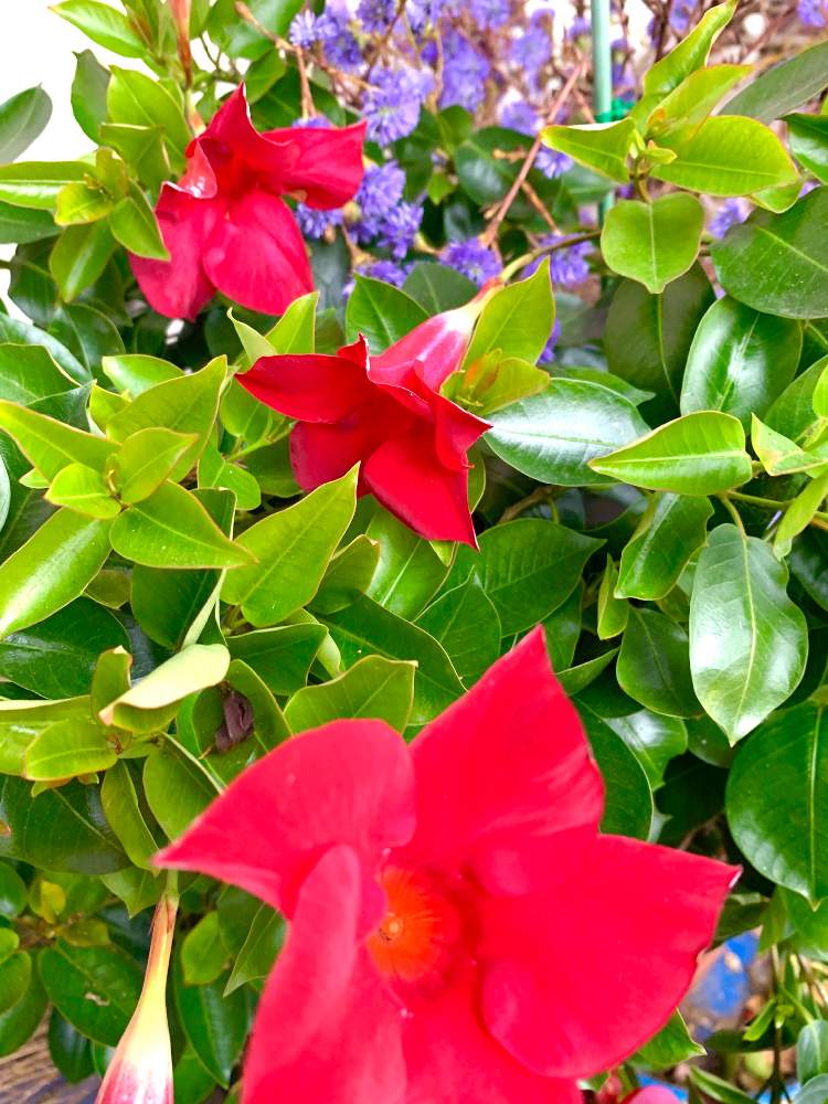 サンパラソル の投稿画像 By のばらさん エール最終回 とgsのみなさんに感謝 とおはようと癒し とありがとう と福島からのエール 月11月27日 Greensnap グリーンスナップ