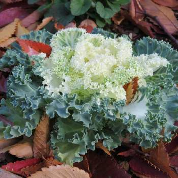 葉牡丹成長記録の投稿画像一覧 Greensnap グリーンスナップ