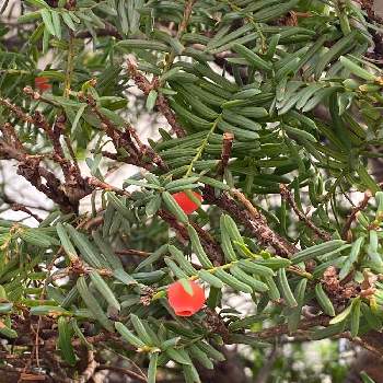 イチイの投稿画像一覧 Greensnap グリーンスナップ