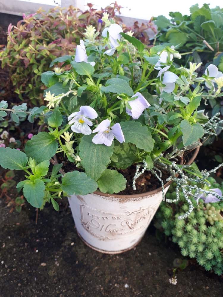 ビオラ ビビ ヘブンリーブルーの投稿画像 By Hanaさん 月11月27日 Greensnap グリーンスナップ