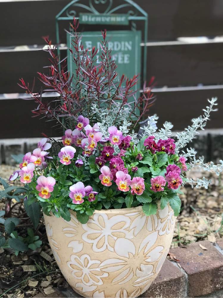メラレウカ レッドジェムの投稿画像 By Kinako Bearさん ビオラ ミルフルとフィオリーナ オーロラとオレアリア リトルスモーキーと好きな色と次々開花 とサントリー フラワーズとピンク ピンクとフリフリのお花と季節の寄せ植えとおうち園芸と花のある暮らしと