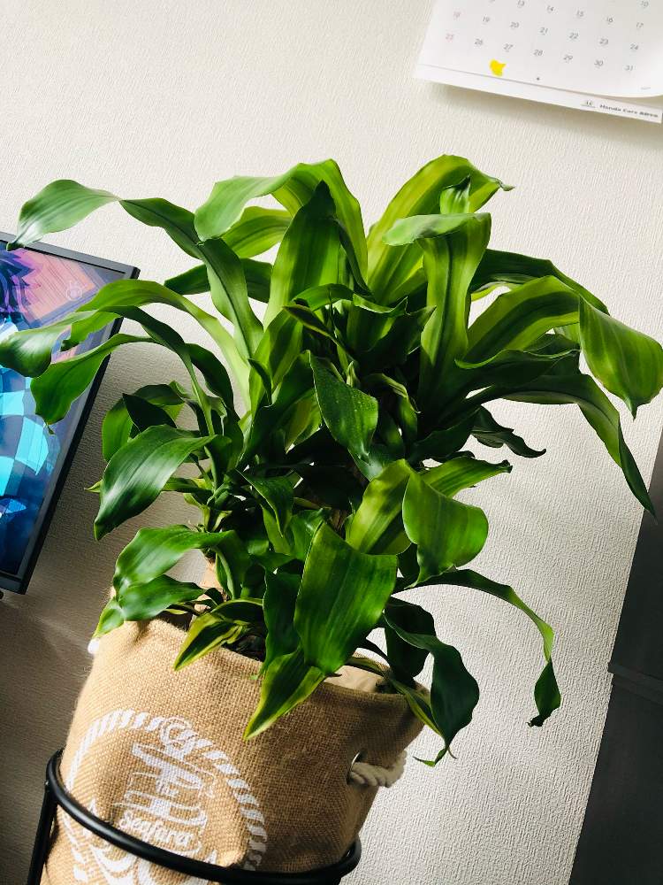 ドラセナ マッサンゲアナの投稿画像 By しよーたさん 観葉植物と初心者とおうち園芸と幸福の木 ドラセナマッサン と観葉植物のある暮らしと鉢カバーとインテリアグリーン 月11月27日 Greensnap グリーンスナップ