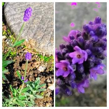 ラベンダー センティヴィアの投稿画像一覧 Greensnap グリーンスナップ