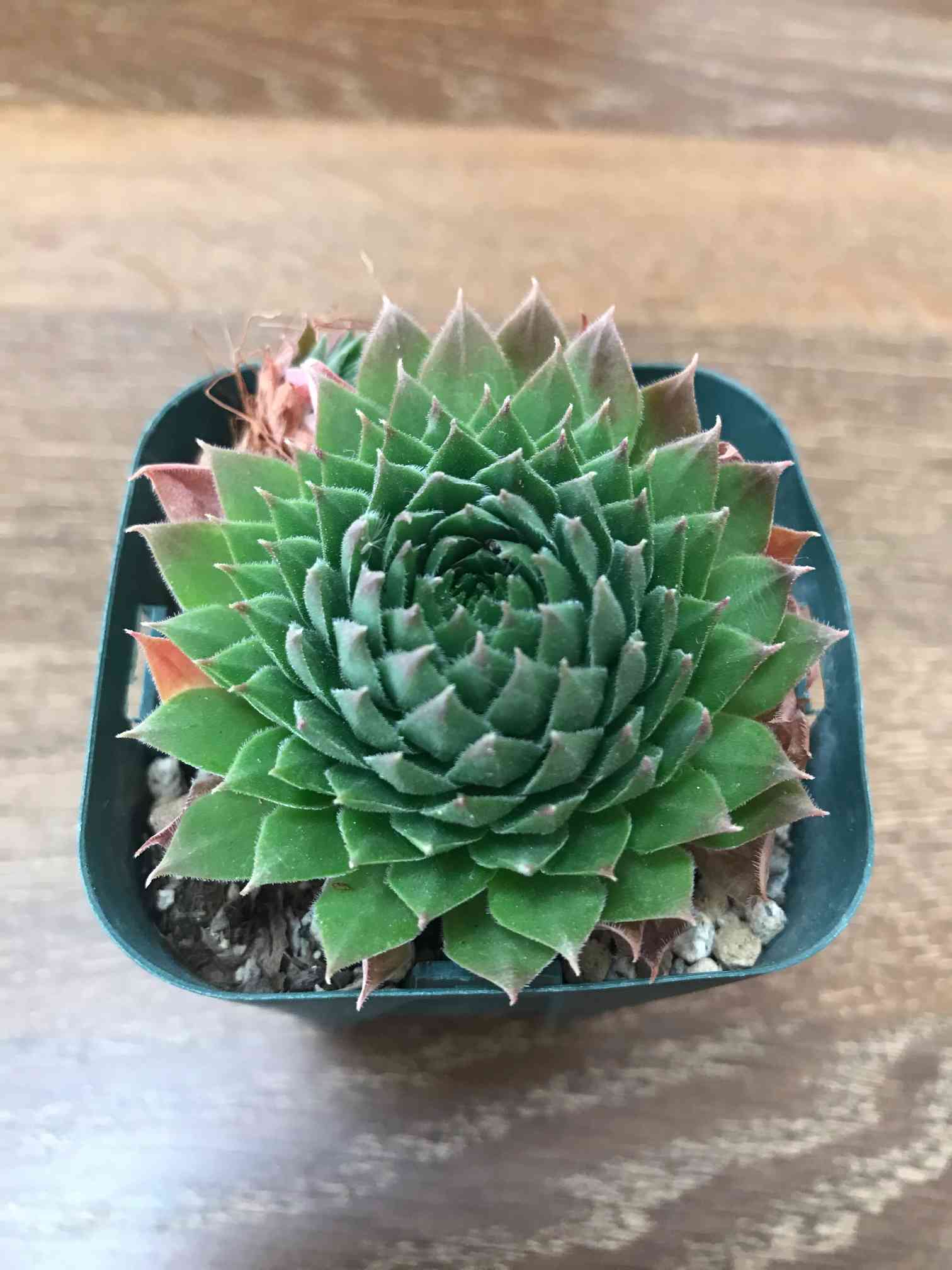 センペルビウム　タルク　① 31307_2.jpg