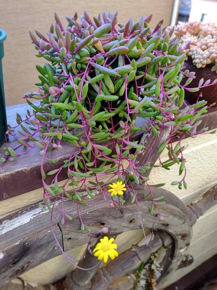 ルビーネックレスの花の投稿画像 By Taya S Lab さん たやルビネ と多肉植物と垂れ下がる植物と開花中と半日陰でもとオトンナ属ともじゃもじゃと多肉植物の花と健気と多肉植物のある暮らしと黄色の花 と小さな花と多肉初心者 月11月27日 Greensnap グリーン