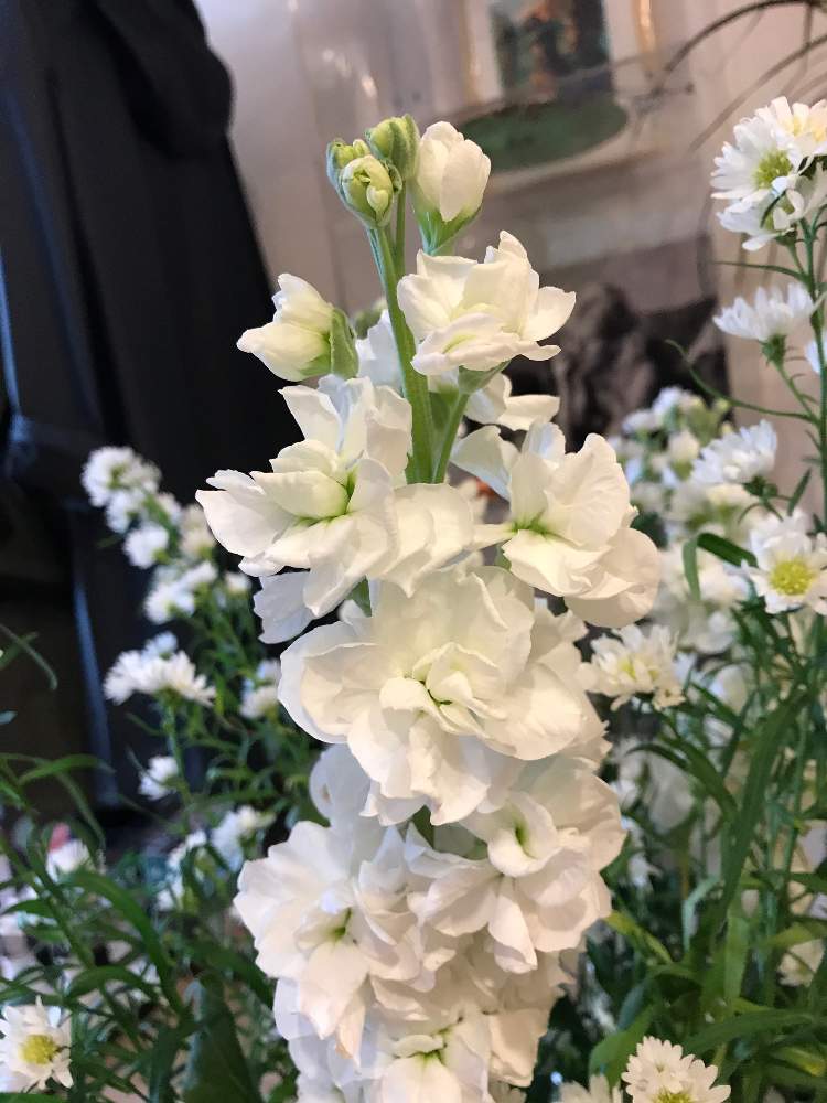 キヨさんの投稿画像 月11月27日 Greensnap グリーンスナップ