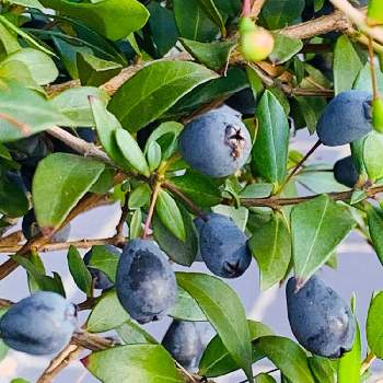 銀梅花の実の投稿画像一覧 Greensnap グリーンスナップ