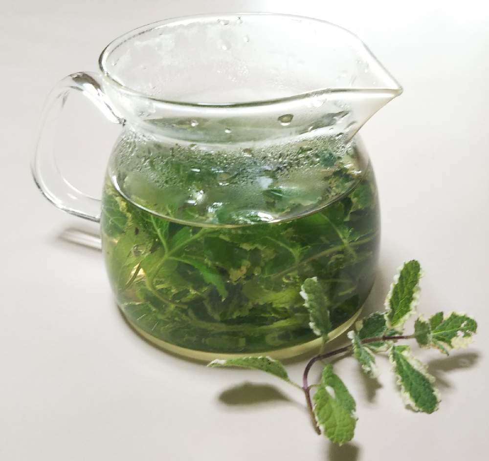 パイナップルミントの投稿画像 By Lonさん ハーブとハーブティーとにわ 月11月27日 Greensnap グリーンスナップ