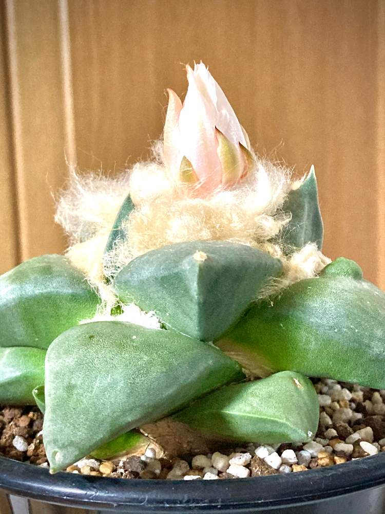 サボテンの投稿画像 By 大福 もこもこ さん 花牡丹とアリオカルプスと春雲 名前 とオホーツク的さぼてん道と多肉植物とアリオカルプス 属と栽培記録と負けるもんか と花のある暮らしとサボテンの花と北海道 月11月27日 Greensnap グリーンスナップ